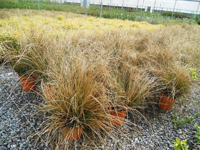 JUNCUS inflexus 'Glaucus'