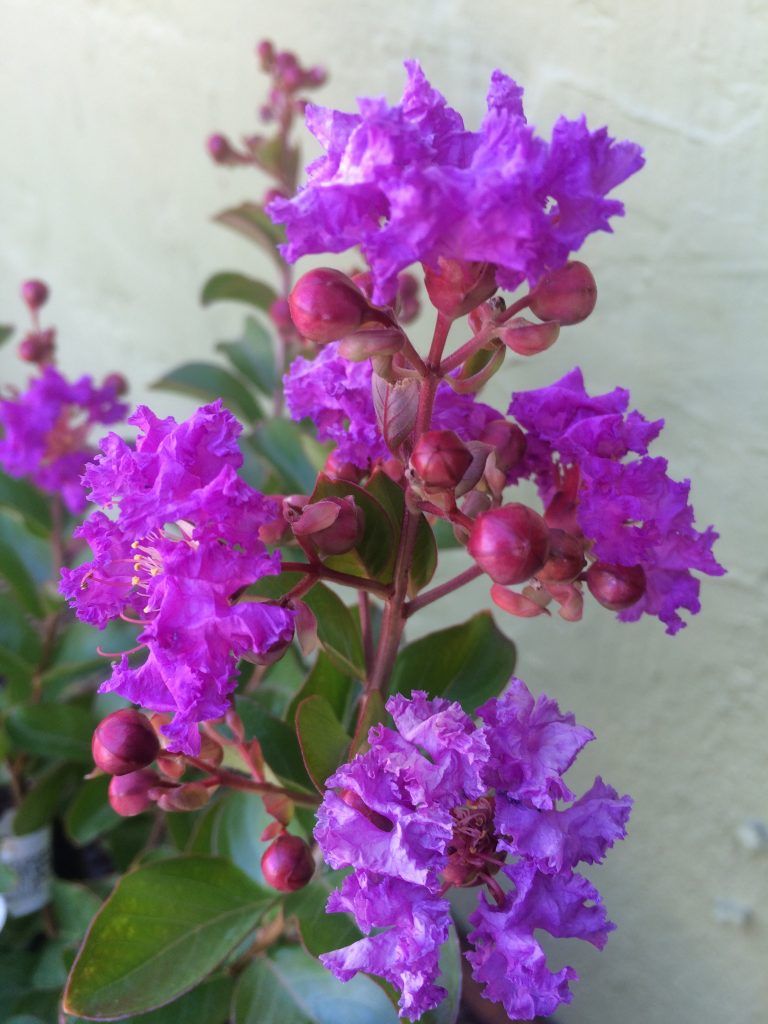 LAGERSTROEMIA indica 'Catawba'
