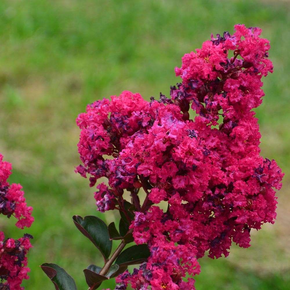 LAGERSTROEMIA indica 'Indiya Charms ® Fuchsia d'Eté'