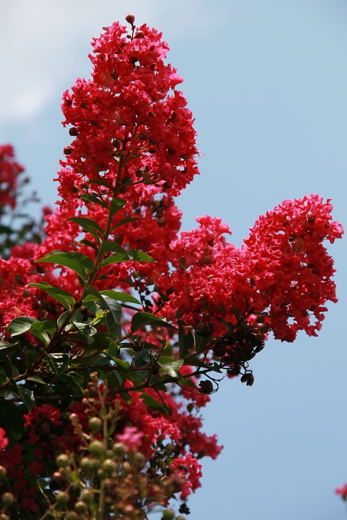 LAGERSTROEMIA x 'Tonto'