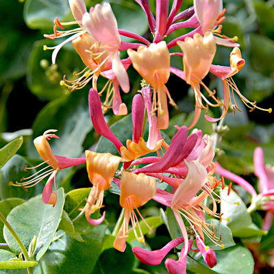 LONICERA henryi 'Copper Beauty' ®