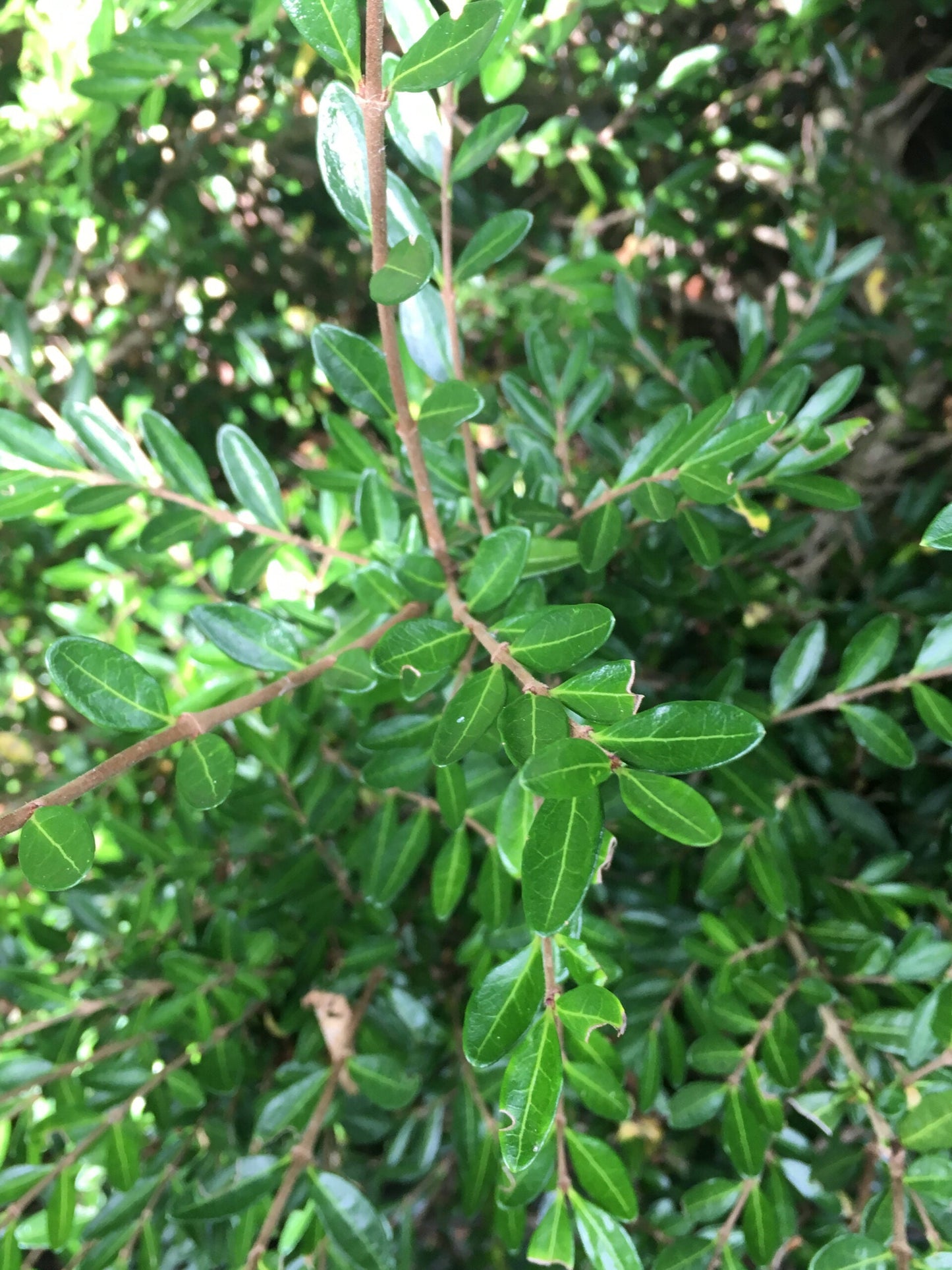 LONICERA pileata 'Moss Green'