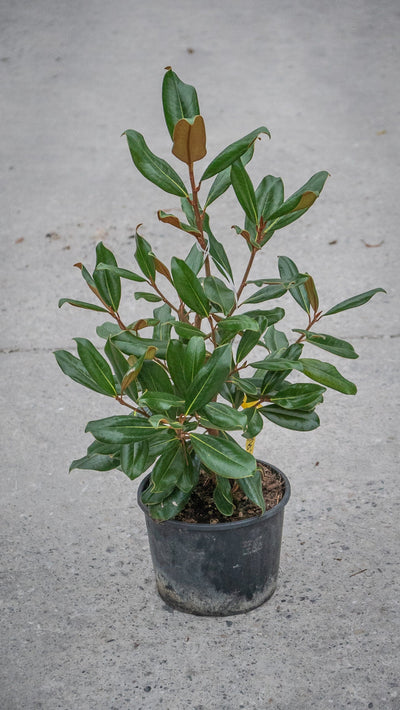 MAGNOLIA grandiflora 'Purpan'