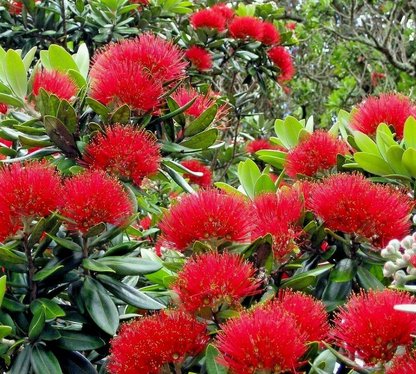 METROSIDEROS tomentosa