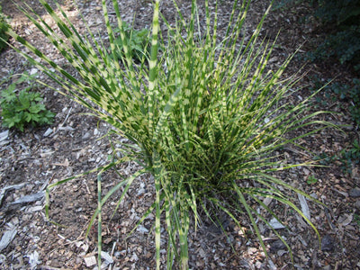 MISCANTHUS sinensis 'Gold Bar'