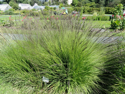 MOLINIA caerulea 'Heidebraut'