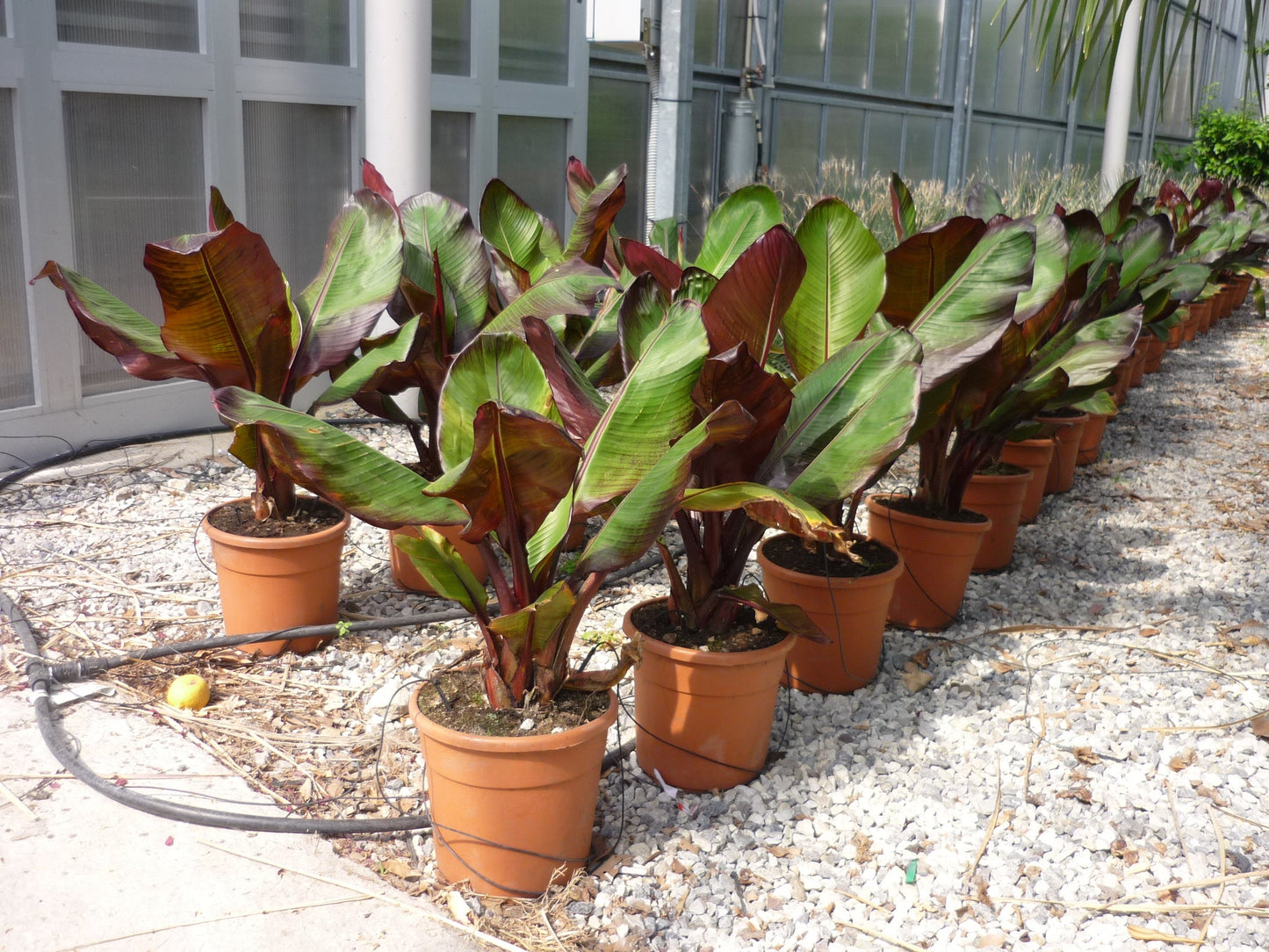 MUSA ensete 'Maurelii'