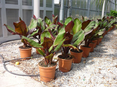 MUSA ensete 'Maurelii'