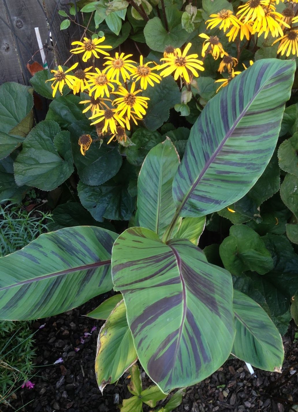 MUSA sikkimensis 'Red Tiger'