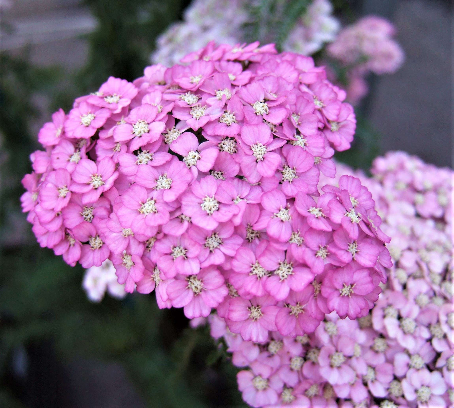 ACHILLEA 'Appleblossom'