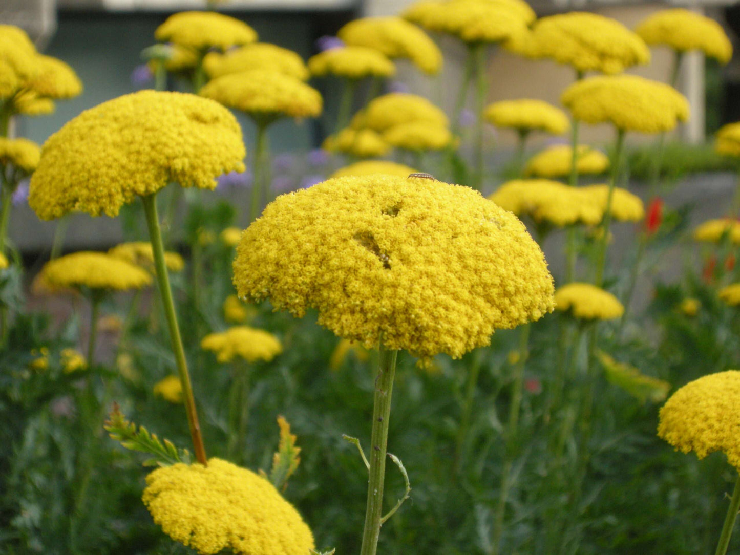 ACHILLEA 'Filipendulina'