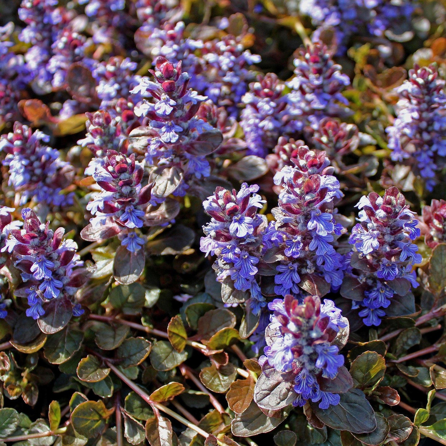 AJUGA reptans 'Atropurpurea'