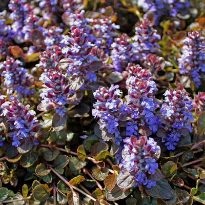AJUGA reptans 'Atropurpurea'