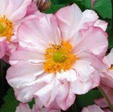 ANEMONE hybrida 'Loreley'