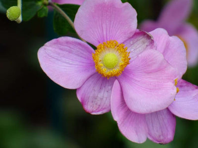 ANEMONE hybrida 'September charm'