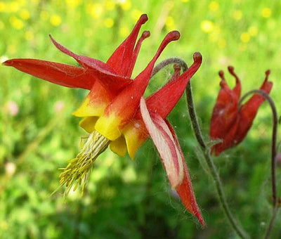 AQUILEGIA canadensis