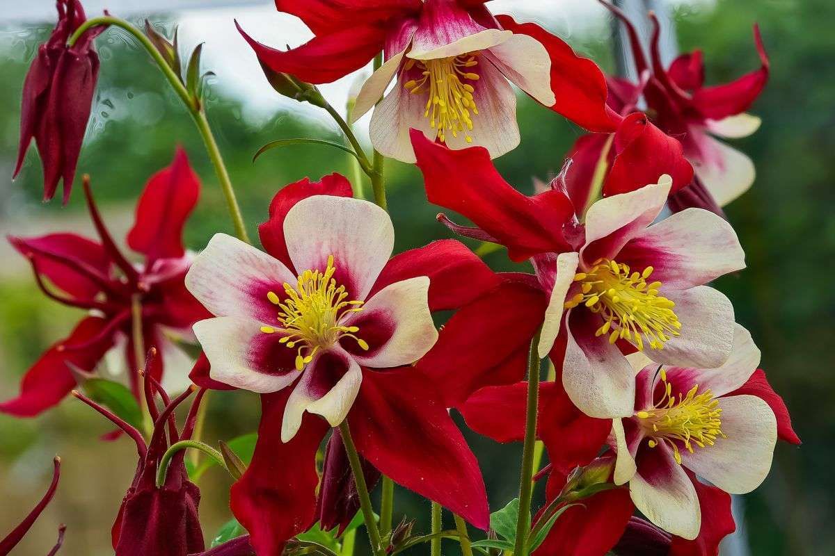 AQUILEGIA 'Red Hobbit'