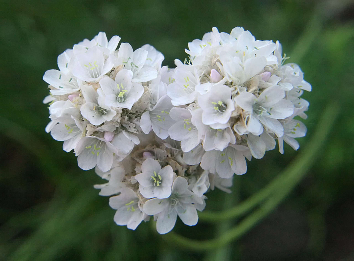 ARMERIA maritima 'Alba'