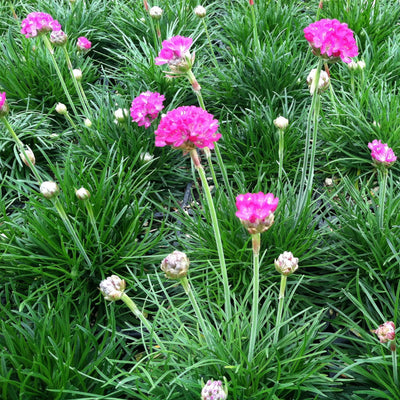 ARMERIA maritima 'Splendens'