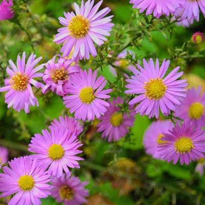 ASTER dumosus 'Anneke'
