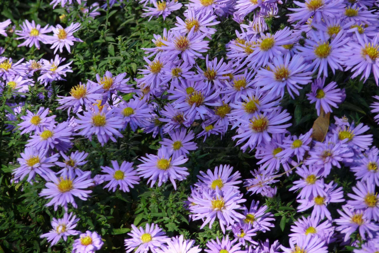 ASTER domosus 'Prof. Anton Kippenberg'