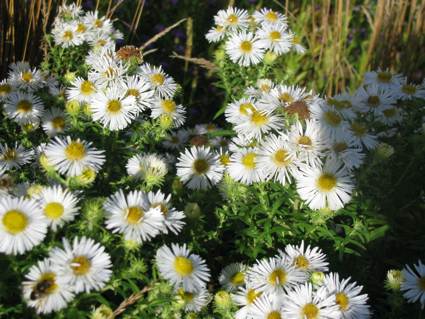 ASTER dumosus 'Schneekissen'