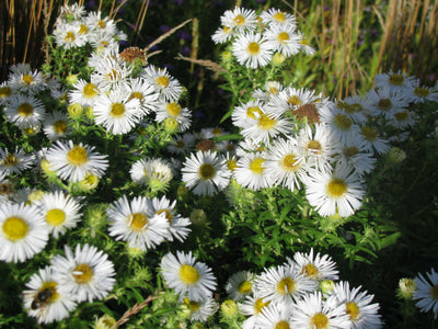 ASTER dumosus 'Schneekissen'
