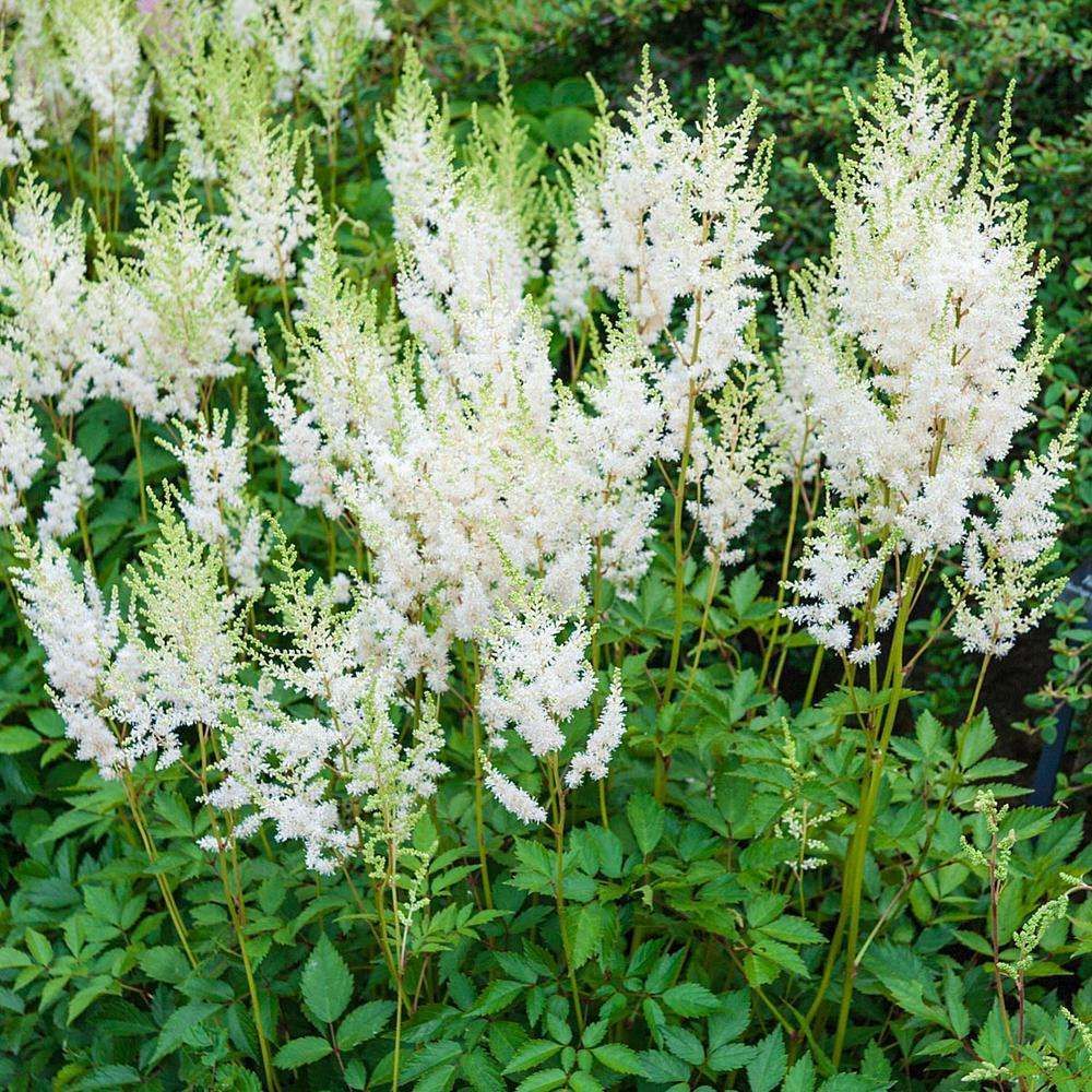 ASTILBE arendsii 'Diamant'