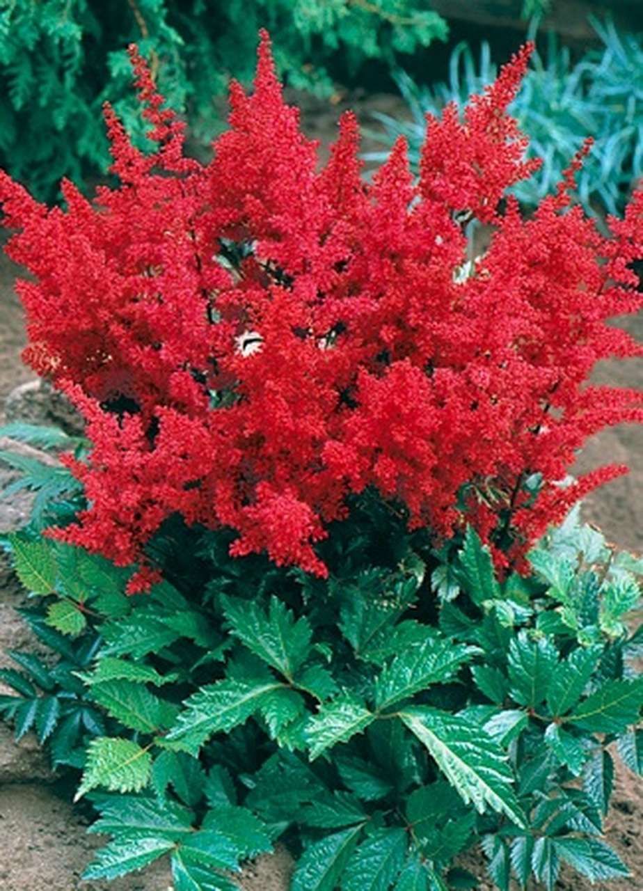 ASTILBE arendsii 'Fanal'