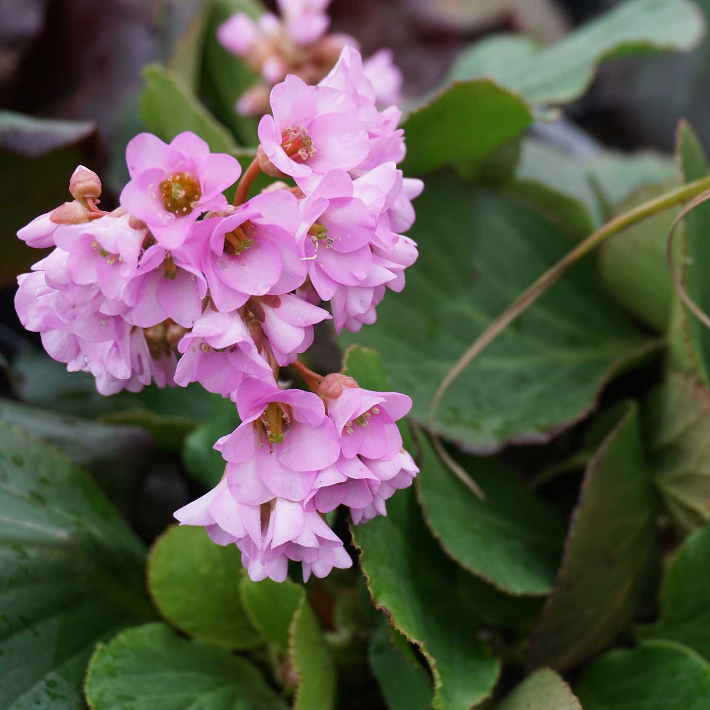 BERGENIA crassifolia