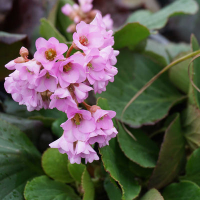 BERGENIA crassifolia