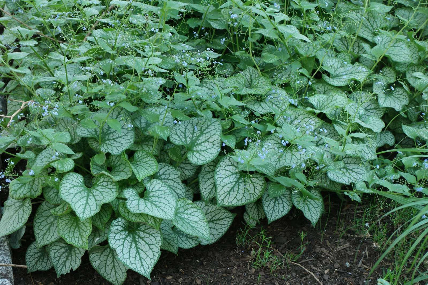 BRUNNERA macrophylla 'Jack Frost'