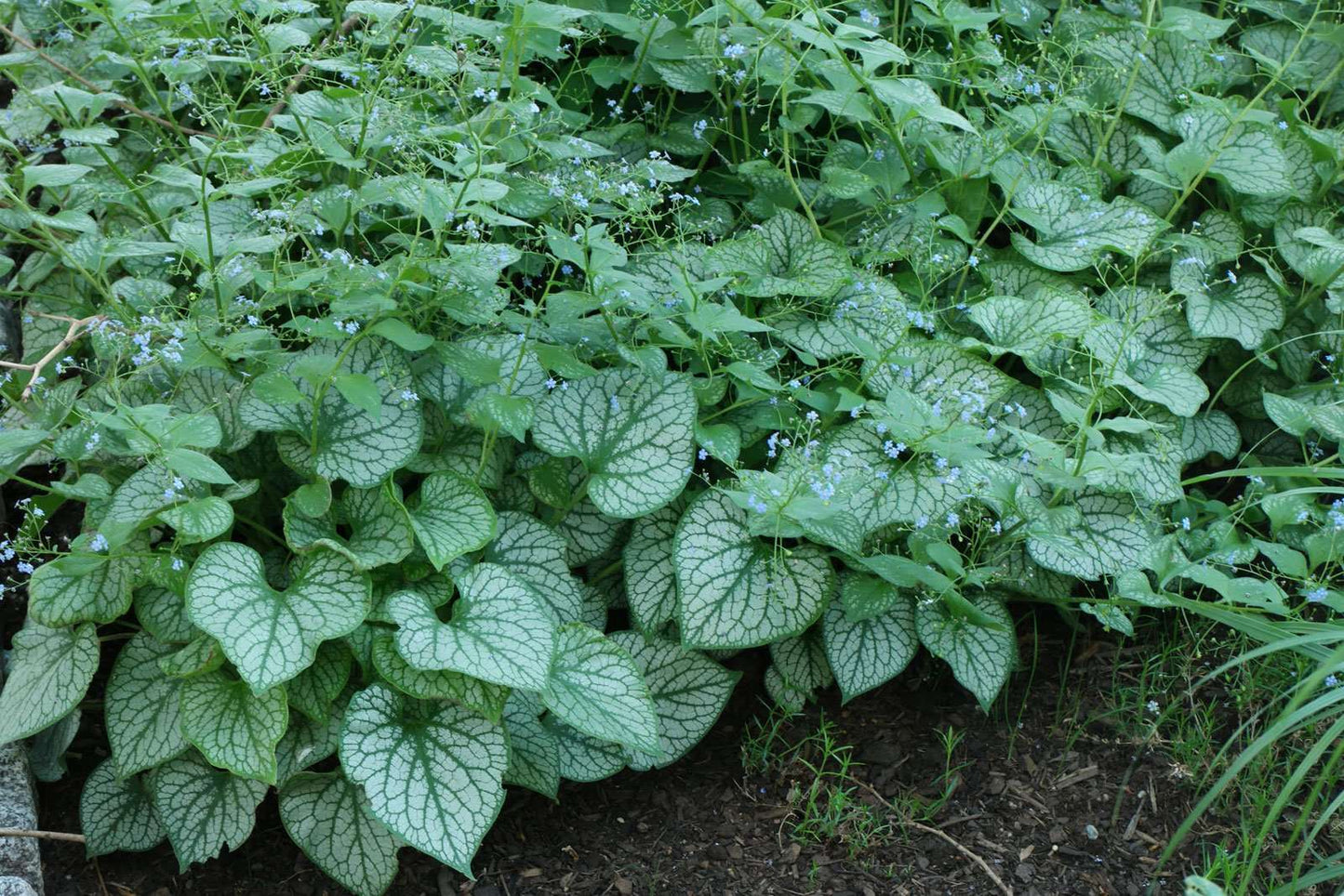 BRUNNERA macrophylla 'Jack Frost'