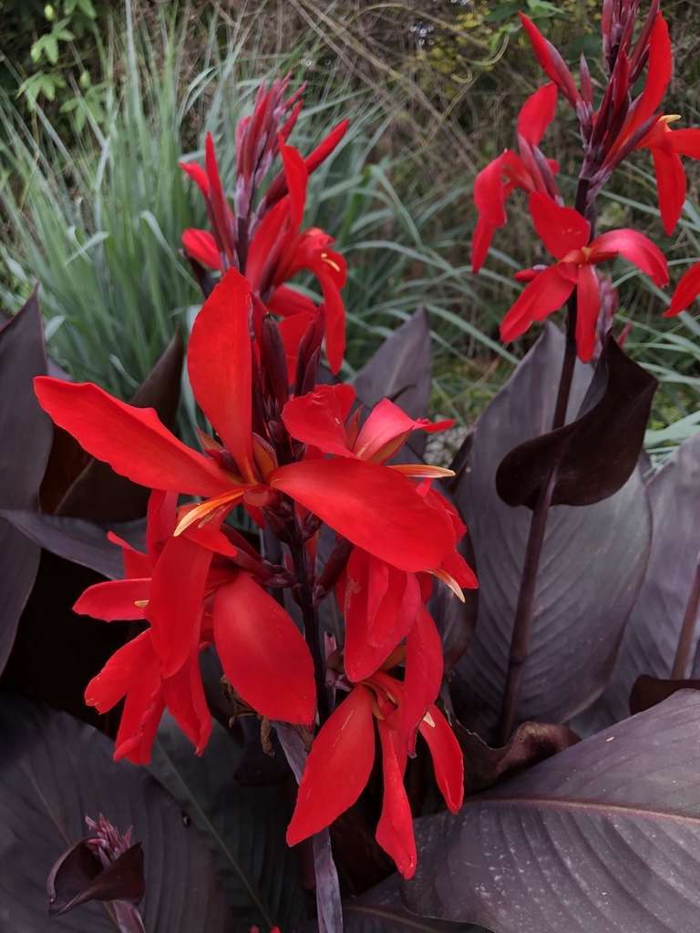 CANNA indica 'Black Knight'