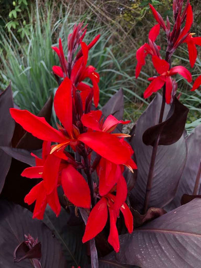 CANNA indica 'Black Knight'