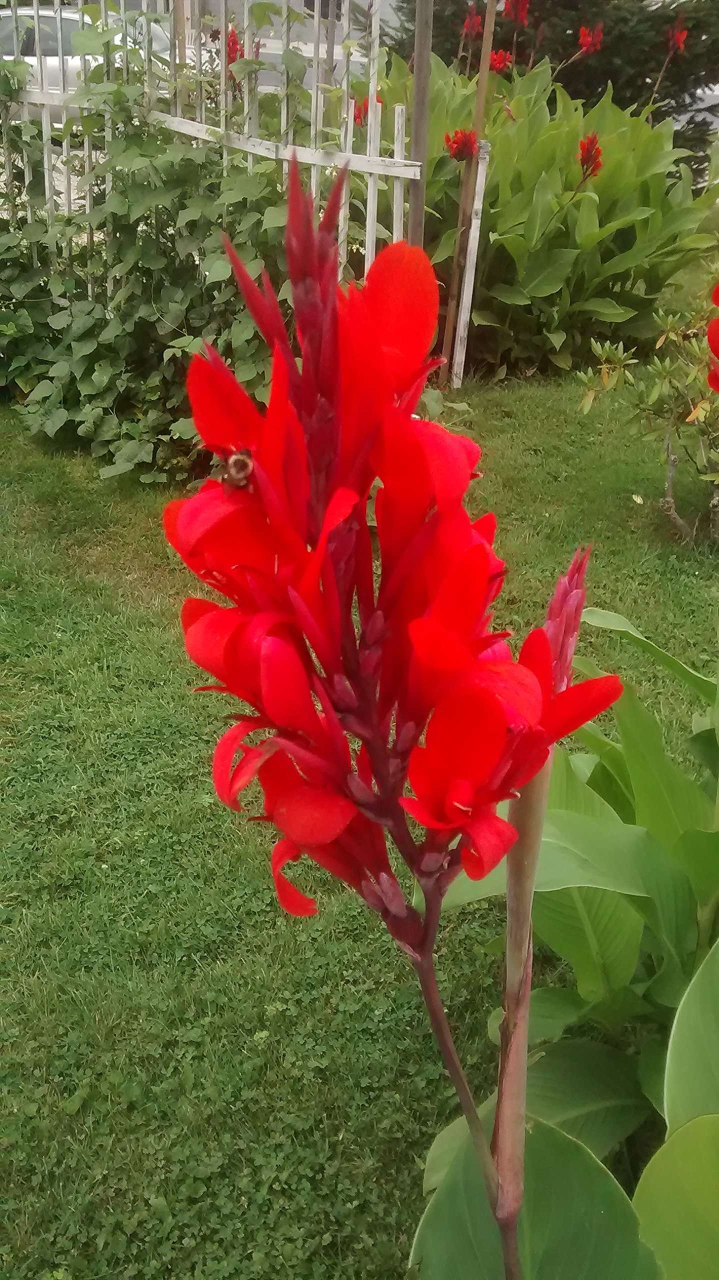 CANNA indica 'Brillant'
