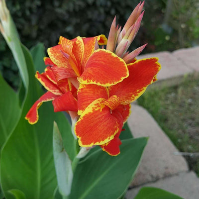CANNA indica 'Lucifer'