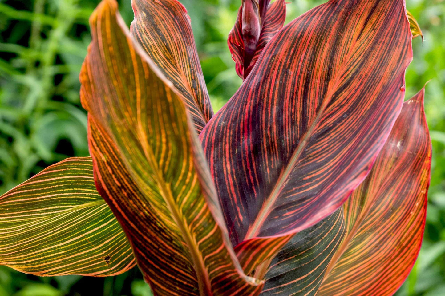 CANNA indica 'Tropicanna' ®