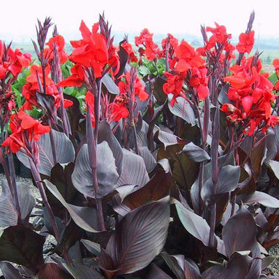 CANNA indica 'Tropicanna Black' ®