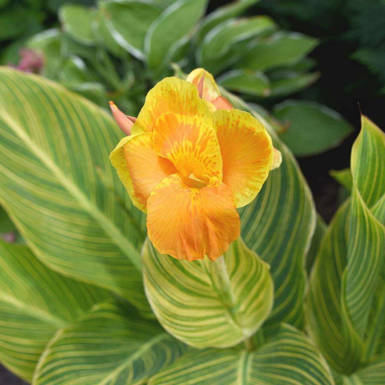 CANNA indica 'Tropicanna Gold' ®
