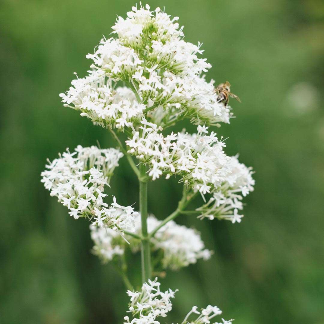 CENTRANTHUS ruber 'Albus'