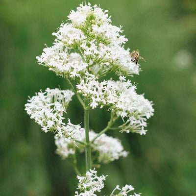 CENTRANTHUS ruber 'Albus'