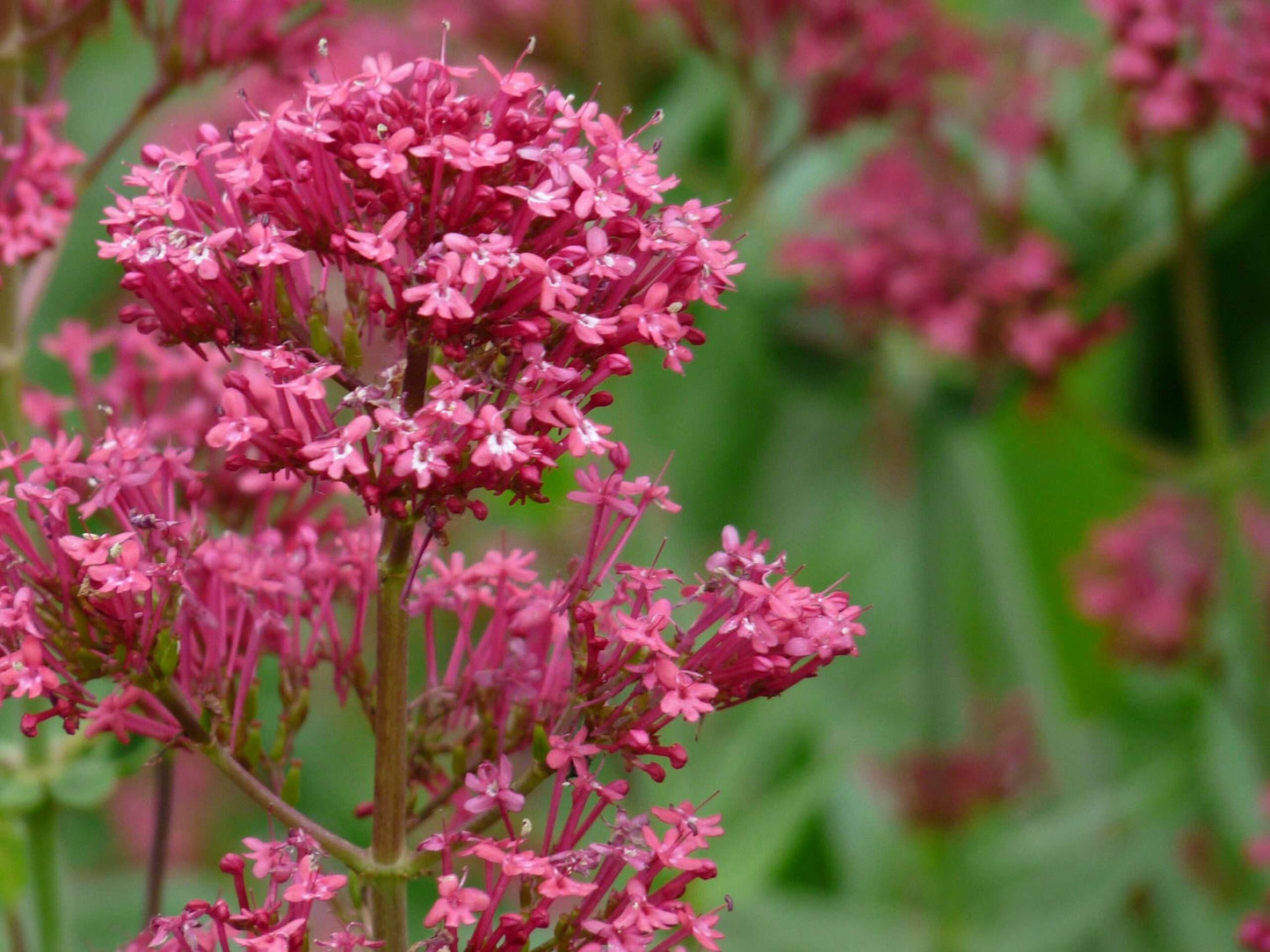 CENTRANTHUS ruber 'Coccineus'