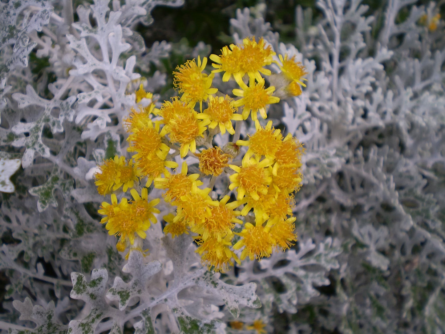 CINERARIA marittima 'Silverdust'