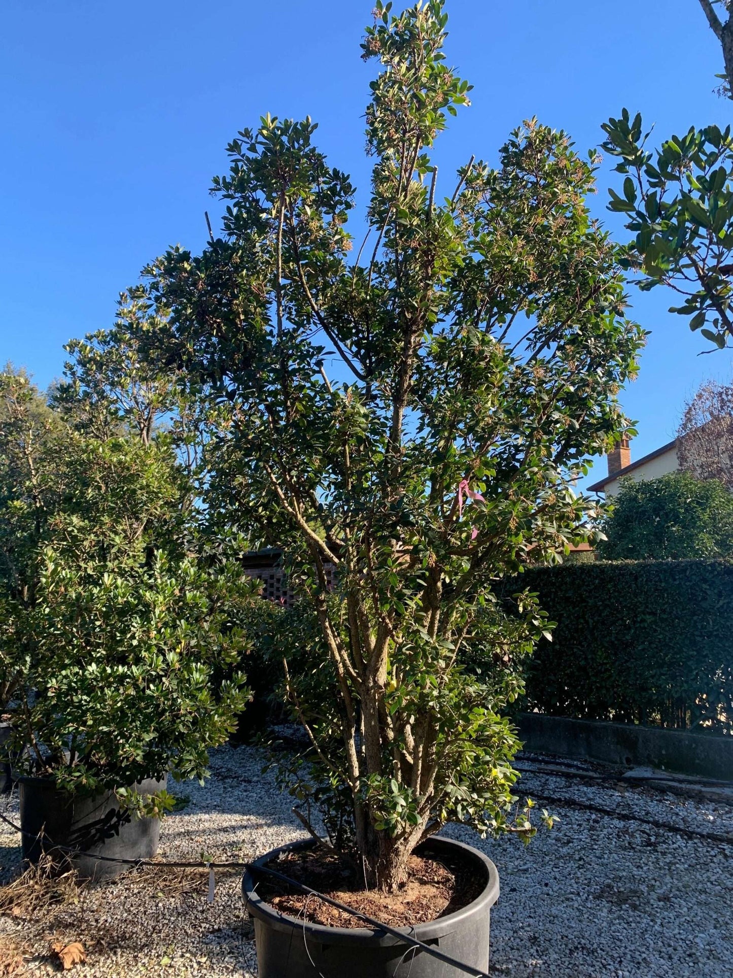 ARBUTUS unedo 'Compacta'