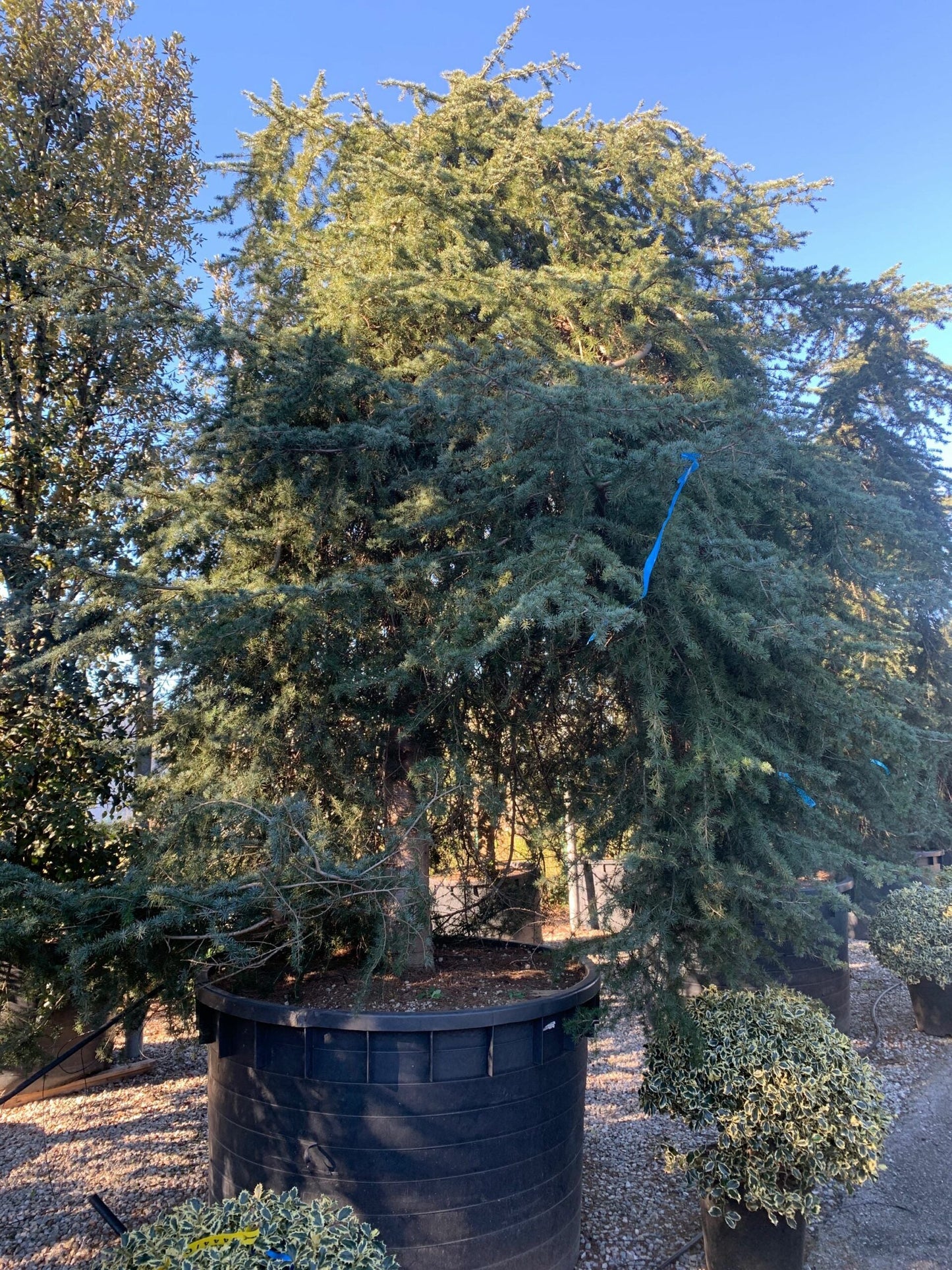 CEDRUS deodara 'Robusta Glauca'