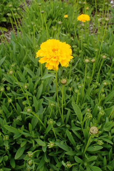 COREOPSIS gradiflora 'Early Sunrise'