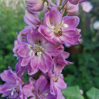 DELPHINIUM pacific 'Astolat'