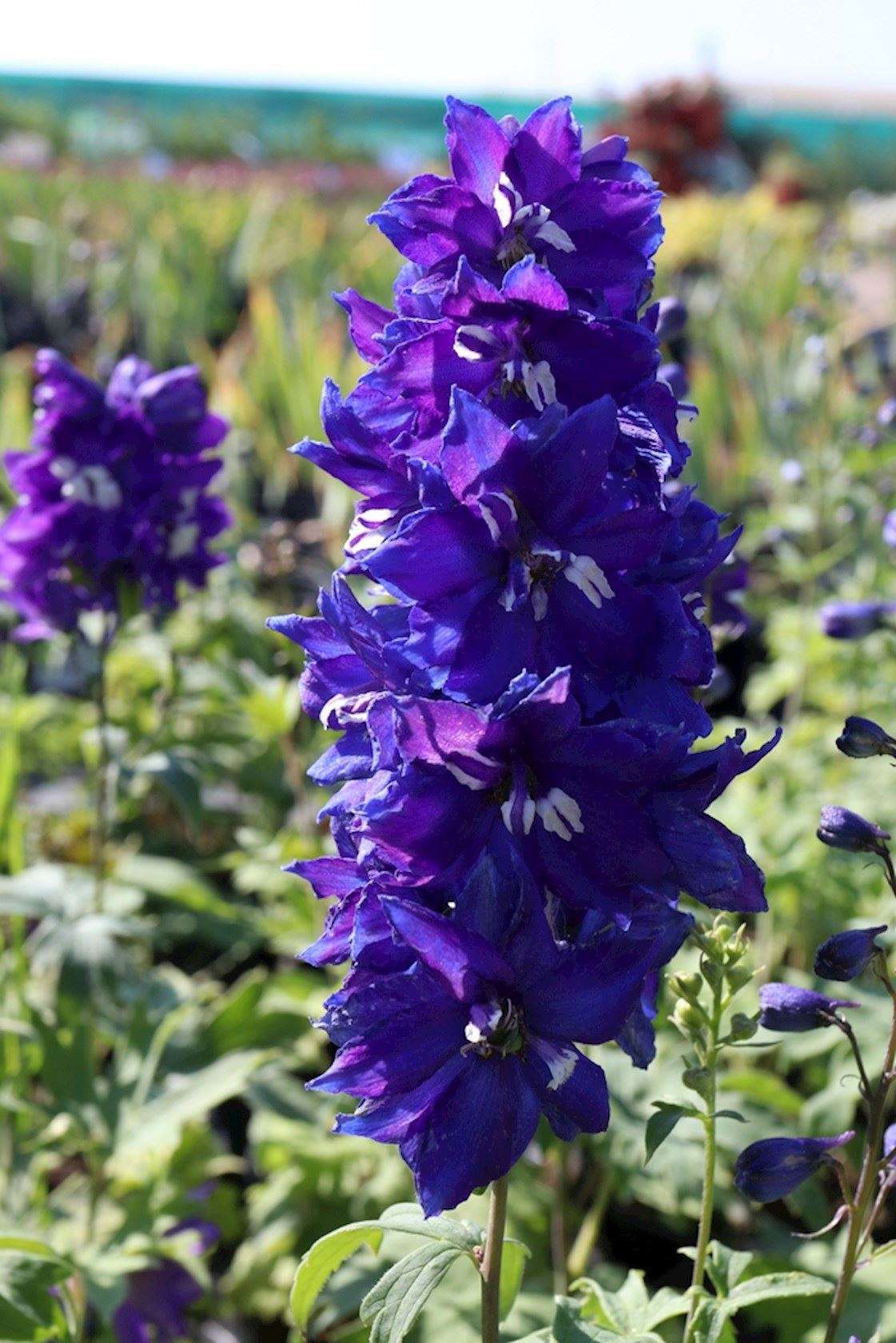 DELPHINIUM pacific 'King Arthur'