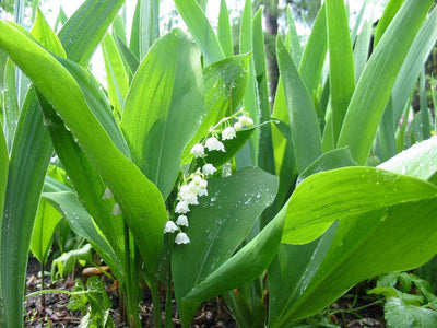 CONVALLARIA majalis